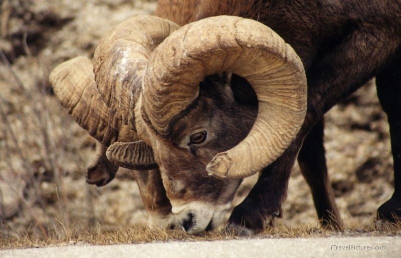 Jasper national park horn Bighorn sheep